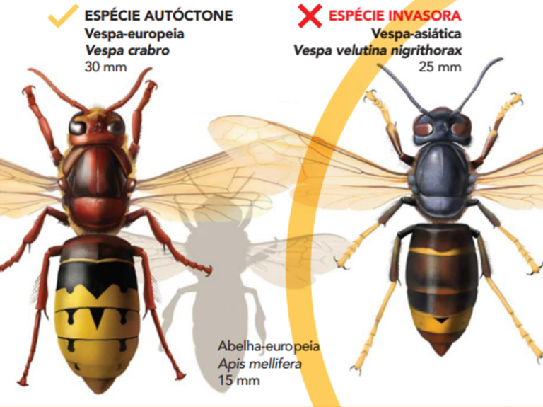 Vespa Asiática Setúbal em Bom Ambiente